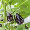 Miniatyrbillede 5 af 5: Tomatclips, Plastik espalierclips, Plantesupportclips, Haveclips til at vokse oprejst Gør planter sundere