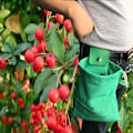 Miniatyrbillede 2 af 5: 1 stk Grøn Udendørs Camping Foraging Taske Frugt