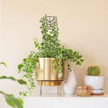 Miniatyrbillede 5 af 5: 1 Stk Sort Månefase Gitter Indendørs Planter Gitter Klatring