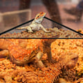 Miniatyrbild 5 av 5: 2 stycken hängmattor för husdjur, reptil ödla orm hängmattor, små djur