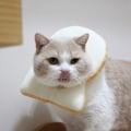 Miniatyrbild 3 av 4: Kreativ mjuk brödskiva krage för katt, rostat bröd-formad katt