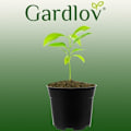 Miniatyrbillede 9 af 11: 20-pak - Plantningskrukker / Potter - 16 cm black 1300