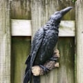 Pikkukuva 3 / 5: Tekovaris korppi hartsihahmo lintu varis veistos ulkona varis halloween koristelu luova puutarhaan