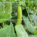 Miniatyrbild 4 av 5: Plantera Spaljé Nät Växtstöd Växtält Spaljé Net Plant Klätternät