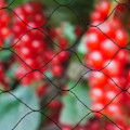 Pikkukuva 1 / 5: Nature Fågelnät Primo 10x10 musta 6030407 970