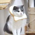 Miniatyrbild 4 av 4: Kreativ mjuk brödskiva krage för katt, rostat bröd-formad katt