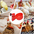 Pikkukuva 5 / 5: Kanan ja ankan juomakuppi muovia, siipikarjan juoma-astia, helppo asentaa 36pcs