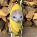 Pikkukuva 5 / 5: Hauska itkuääniä Banana Cat -avaimenperä, 2023 Banana Cat Plush Do V