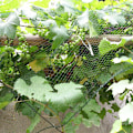 Miniatyrbillede 6 af 7: 2X10M Have Dam Netting Frugtbeskyttelse Mesh Anti Fuglenet Grøntsager 2*10M