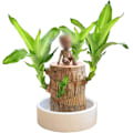 Miniatyrbild 1 av 5: Mini Brasilien Lucky Wood, Hydroponisk Trädstubbe Skrivbord Växter Inomhus Kontor Skrivbord Växt för att Rena Inomhusluft