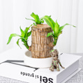 Miniatyrbild 3 av 3: Groot Grön Växt Brasilianskt Trä Vatten Höj Lyckligt Trä Krukväxt Litet Träd Människor [kk] without Groot
