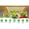 Miniatyrbilde 2 av 5: INF Vekstlys for innendørs planter, fullspektrum med timer Vit