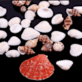 Miniatyrbillede 3 af 5: 100g Strand Blandet Havskaller Mix Havskaller Skal Kunsthåndværk Havskaller