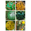 Miniatyrbilde 8 av 8: 8 stk Hengende Fluesnapper Ball Frukt Fluesnapper Sticky Trap Utendørs Skadedyr Felle for Hageplanter 1.1