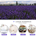 Miniatyrbilde 3 av 4: 【Mingbao butik】Premium Tørket Lavendel - Duftende Blomster - Poser, Hjem Duft