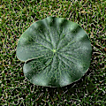 Miniatyrbilde 3 av 5: 5 stk Kunstig flytende vannlilje Eva Lotus Flow