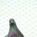 Miniatyrbillede 3 af 7: 2X10M Have Dam Netting Frugtbeskyttelse Mesh Anti Fuglenet Grøntsager 2*10M