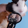 Miniatyrbild 2 av 4: Hamster Nagelklippare med Förstoringsglas - Säker Nagelvård-FA5-
