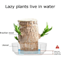 Miniatyrbild 3 av 5: Mini Brasilien Lucky Wood, Hydroponisk Trädstubbe Skrivbord Växter Inomhus Kontor Skrivbord Växt för att Rena Inomhusluft