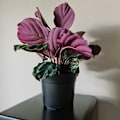Miniatyrbillede 11 af 11: 20-pak - Plantningskrukker / Potter - 16 cm black 1300