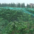 Miniatyrbillede 2 af 7: 2X10M Have Dam Netting Frugtbeskyttelse Mesh Anti Fuglenet Grøntsager 2*10M