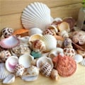 Miniatyrbillede 1 af 5: 100g Strand Blandet Havskaller Mix Havskaller Skal Kunsthåndværk Havskaller