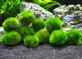 10 Marimo Mossbollar 2,5 cm, Simulerad grön algboll-FA-