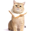 Miniatyrbild 2 av 4: Kreativ mjuk brödskiva krage för katt, rostat bröd-formad katt