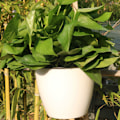 Pikkukuva 5 / 5: 7-pack/lot Premium Resin självvattnande växtblomkruka Snygg white 130