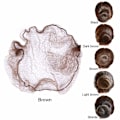 Miniatyrbild 3 av 5: 50 st hårsnät för bulle osynligt elastiskt nät 20 tum 50 cm (bulkförpackning, mörkbrun)