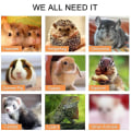 Miniatyrbillede 5 af 5: Mini støvskovl og børste sæt, bærbar elegant kæledyrsaffaldsrengøringskit, hamster sandskuffe burrengøringsværktøj til små kæledyr