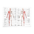Pikkukuva 2 / 3: Tvd Juliste Anatomian Juliste Ripustettava Lihaksisto Luuranko Juliste Kehon Järjestelmät Julisteet Anatomiset Julisteet A