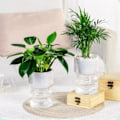 Miniatyrbild 4 av 5: Transparenta Hydroponiska Små Krukor för Växter, Inomhus Vardagsrum Desktop Transparent Hydroponisk Pl