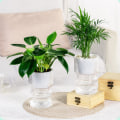 Miniatyrbillede 4 af 5: Transparente Hydroponiske Små Potteplanter, Indendørs Stue Bord Transparent Hydroponisk Pl
