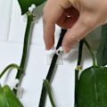 Miniatyrbild 4 av 5: Väggfästen för klätterväxter, 100 st Växtfixeringskrokar med självhäftande fäste för osynliga väggväxter, växtfixering, växtvinstockstraktion