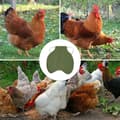 Miniatyrbild 2 av 5: Chicken Saddle for Hens, Chicken Wing and Back Protector, Comfortable Hen Apron, Back Protector, Feather Protection Accessories for Poultry (Green)