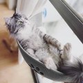 Miniatyrbilde 2 av 4: Kattvindu Hengekøye, Kjæledyr Katt Dør Seng Katt Hylle Katt Vindu Kattsete Katt Seng For Katter Soling, Kjæledyr Seng, For Store Vinduer (grå)