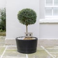 Miniatyrbilde 4 av 4: 2 stk Botanisk Dekor Mini Kyllinghus Kyllinghusmodell Dukkehust Layout Rekvisitter Kyllinghus Mod 10X7CM