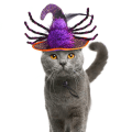 Pikkukuva 4 / 5: Hat Halloween -asu Kissan Pentu Pentu söpöllä Hämähäkin Kuviolla Oranssilla