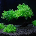 Miniatyrbilde 4 av 5: Akvarium, akvariumdekorasjon, 2 kunstige akvarium plantetrær sett fiske akvarium dekorasjon mixstyle