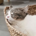 Miniatyrbillede 2 af 5: Ren Manuel Rattan Vævet Kattenest Fire Sæsoner Generel Vævet Køligt Nest Katteseng Kattekløsebræt Pe