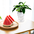 Miniatyrbild 5 av 5: Transparenta Hydroponiska Små Krukor för Växter, Inomhus Vardagsrum Desktop Transparent Hydroponisk Pl