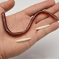 Miniatyrbillede 4 af 5: Børnefest prank magiske rekvisitter kan strækkes for at simulere regnorme bløde gummi jorddrager rekvisitter maggot horror legetøj 50 stk ABC