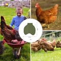 Miniatyrbild 4 av 5: Chicken Saddle for Hens, Chicken Wing and Back Protector, Comfortable Hen Apron, Back Protector, Feather Protection Accessories for Poultry (Green)