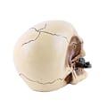 Miniatyrbillede 4 af 5: Rose Skull Harpikskranie Skrivebord Stue Halloween Party Spøgelseshus Dekorationer