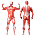 Miniatyrbild 1 av 5: Spandex Stretch Vuxen Kostym Försvinner Man Body Suit XL