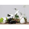 Miniatyrbild 4 av 5: Sukkulenter liten kanin vit porslinsplanter STYLE 2