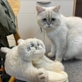Miniatyrbild 7 av 7: Plush Katttofflor för Kvinnor, Halksäkra Söta Vintervarma Golvskotofflor Beige