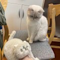 Miniatyrbild 6 av 7: Plush Katttofflor för Kvinnor, Halksäkra Söta Vintervarma Golvskotofflor Beige