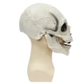 Miniatyrbild 3 av 7: Halloween Aktivitetsmun Skelett Latexmasker Style3